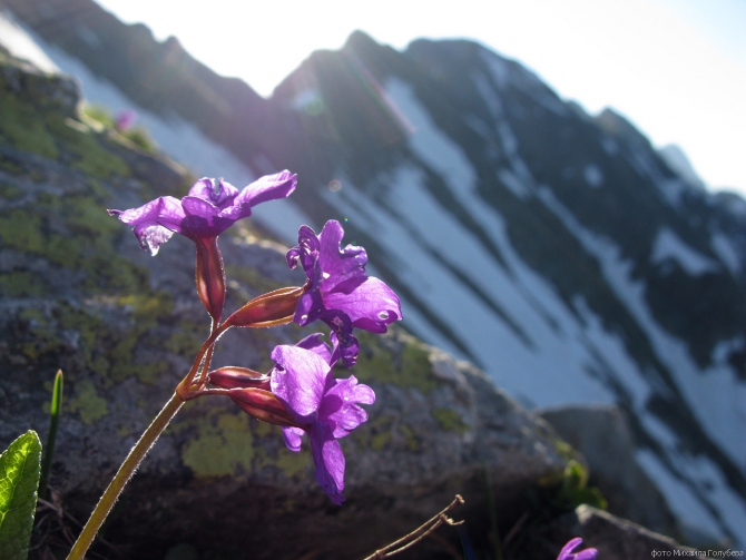Чугуш - июнь 2008 (Альпинизм, горы, кавказ, красная поляна, ачишхо)