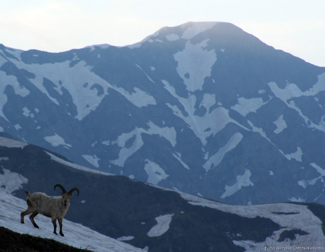 Чугуш - июнь 2008 (Альпинизм, горы, кавказ, красная поляна, ачишхо)