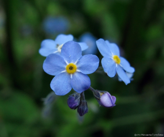 Чугуш - июнь 2008 (Альпинизм, горы, кавказ, красная поляна, ачишхо)