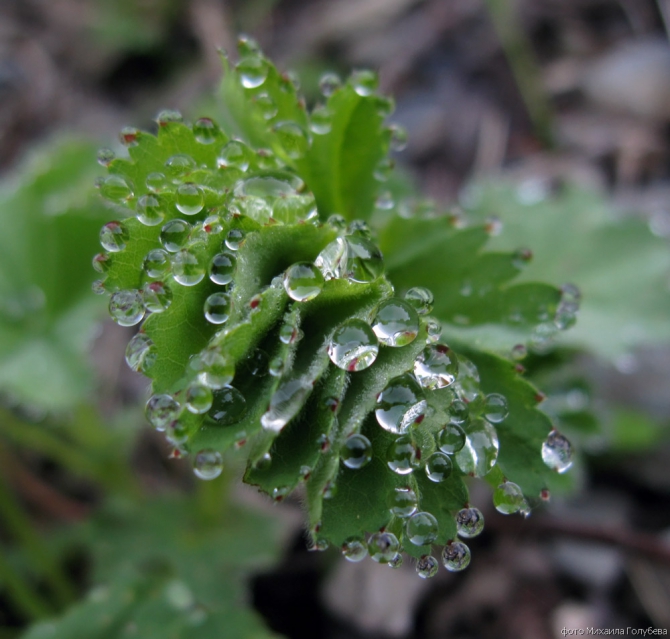 Чугуш - июнь 2008 (Альпинизм, горы, кавказ, красная поляна, ачишхо)