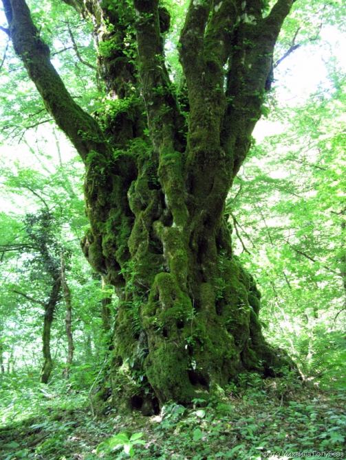 Чугуш - июнь 2008 (Альпинизм, горы, кавказ, красная поляна, ачишхо)