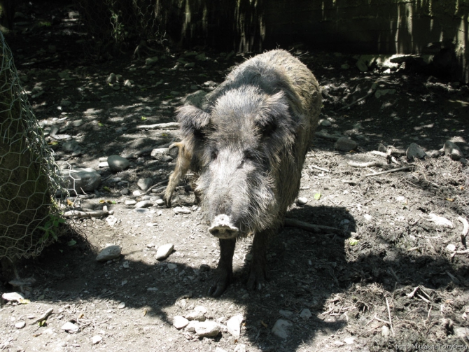 Чугуш - июнь 2008 (Альпинизм, горы, кавказ, красная поляна, ачишхо)