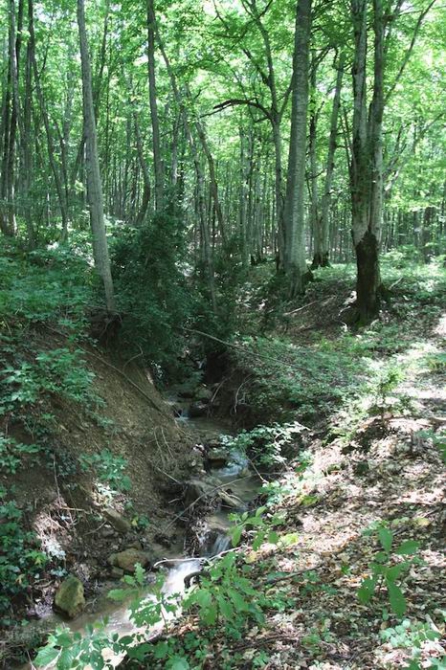 Бесплатный кемпинг для Российского фестиваля скалолазания (Скалолазание, скалолазание, фестиваль, гуамка, краснодарский край, август, фср)