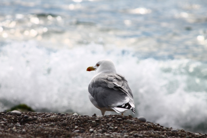 Атмосфера на "BigWall + ИТО v.7" в фотографиях (Альпинизм, крым, школа альпинизма, обучение, нефедов, сергей, интенсивный курс, bigwall+ито, морчека, бровь, центр)