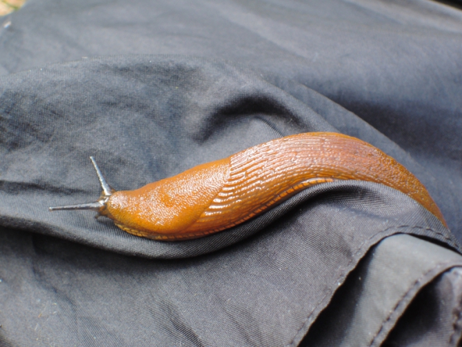 Швейцарские приключения (Альпинизм, cassin, la sportiva, Nordkante, piz badile, tc-pro, Torre Innominata, альпинизм, альпы, пиц бадиле)