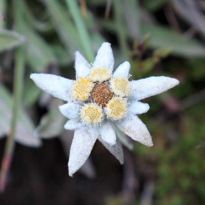 И еще один семейный поход в Альпы (Путешествия)