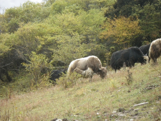 Трекинг в районе массива «Четыре сестры» (Сычуань). (Горный туризм)