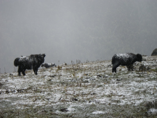 Трекинг в районе массива «Четыре сестры» (Сычуань). (Горный туризм)