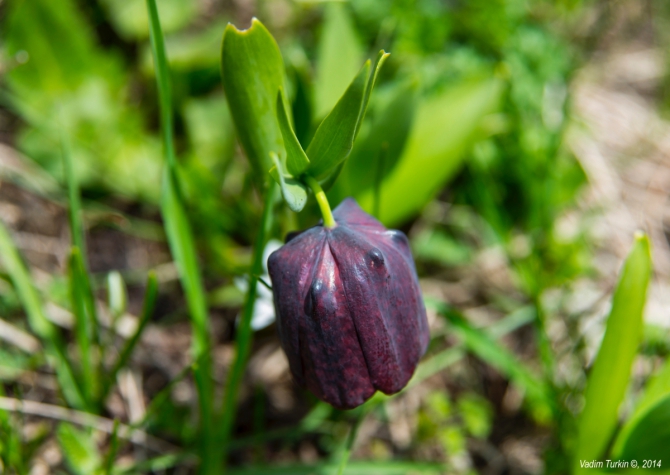 Как мы поМАЙялись. Часть вторая: Шесть невидимых озер (Горный туризм, кавказ, кчр, загедан, горные озёра, ацгара, уруп, загеданка, краснодарский край)