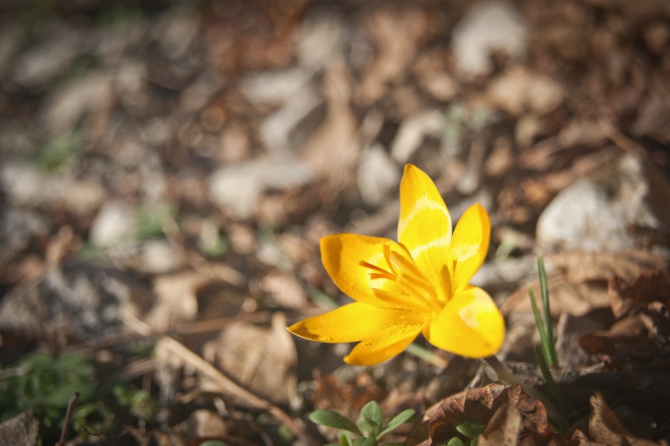 новый крымский мультипитч "Саботаж" 7b/b+ (Скалолазание, скалолазание, новый мультипитч, куш-кая, батилиман, крымский горный клуб)