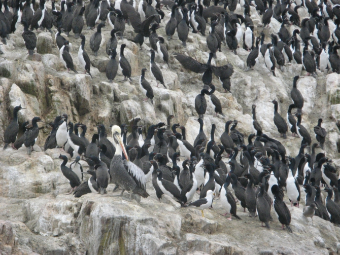 Восхождение на Альпамайо (Alpamayo). 2009г. Отчет о старой поездке (еще раз). (Альпинизм)