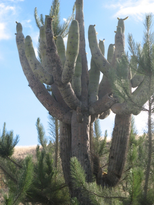 Восхождение на Альпамайо (Alpamayo). 2009г. Отчет о старой поездке (еще раз). (Альпинизм)