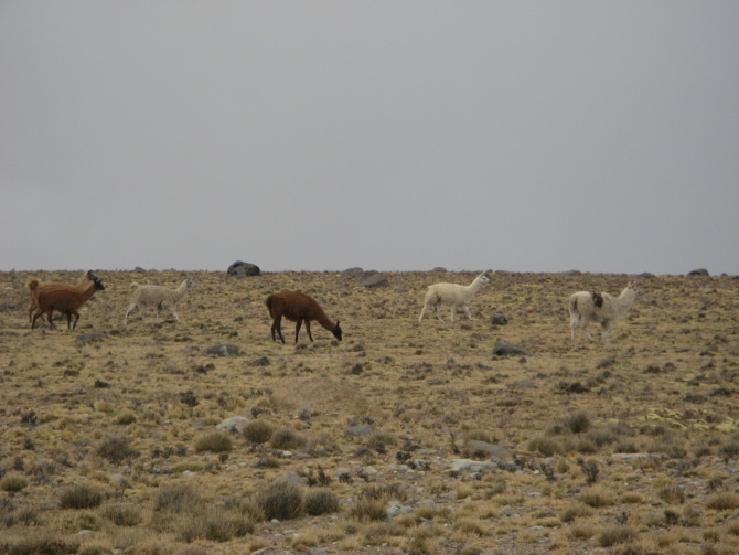 Восхождение на Альпамайо (Alpamayo). 2009г. Отчет о старой поездке (еще раз). (Альпинизм)