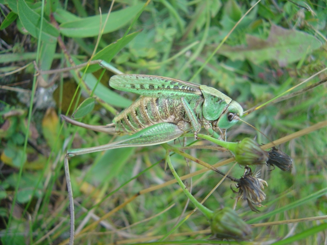 На Казбеке в начале сентября 2014 (Альпинизм)