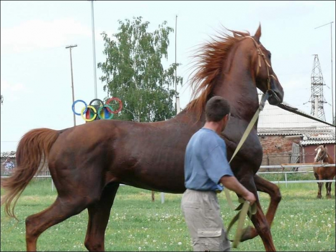 Однажды на Уймоне и как в клубе «Восток» рождаются сверхмарафонцы (Мультигонки, Уймонский сверхмарафон, КЛБ)