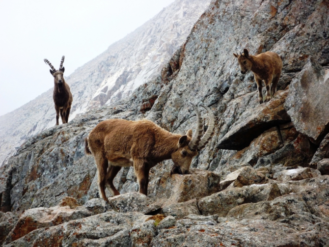 Воспоминания о майcкой Арче... (Альпинизм, альпинизм, ала-арча)