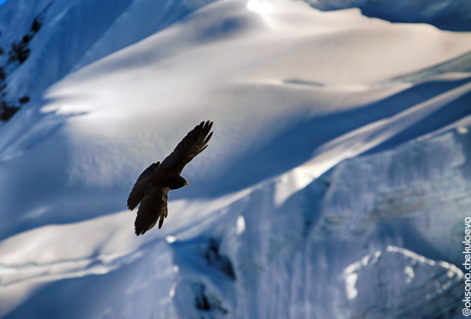 Прогулка по Гималам. В поисках Шамбалы или Poor Man Heli. (Горные лыжи/Сноуборд, бир, бэккантри, гималаи, индия, Манале, параплан, ски-тур, сплит-тур, сплитборд, трекинг)