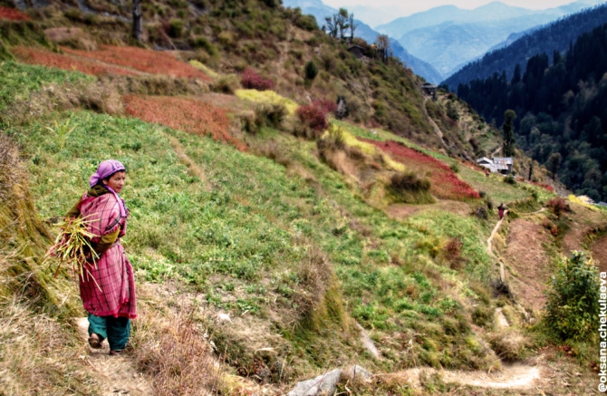 Прогулка по Гималам. В поисках Шамбалы или Poor Man Heli. (Горные лыжи/Сноуборд, бир, бэккантри, гималаи, индия, Манале, параплан, ски-тур, сплит-тур, сплитборд, трекинг)