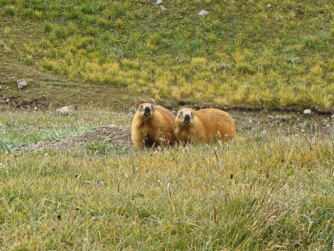 Пик Ленина или два года за горой. (Альпинизм)