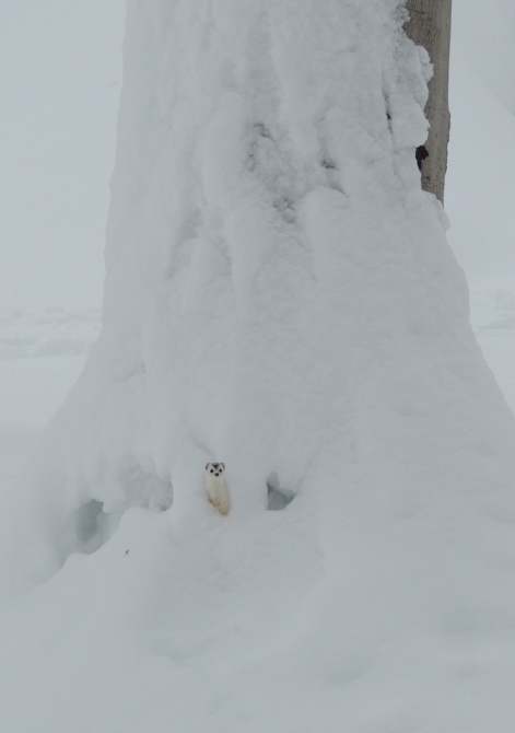 Скитур со снегом и без (Ски-тур, абхазия, доломиты, мармолада, горыне лыжи)