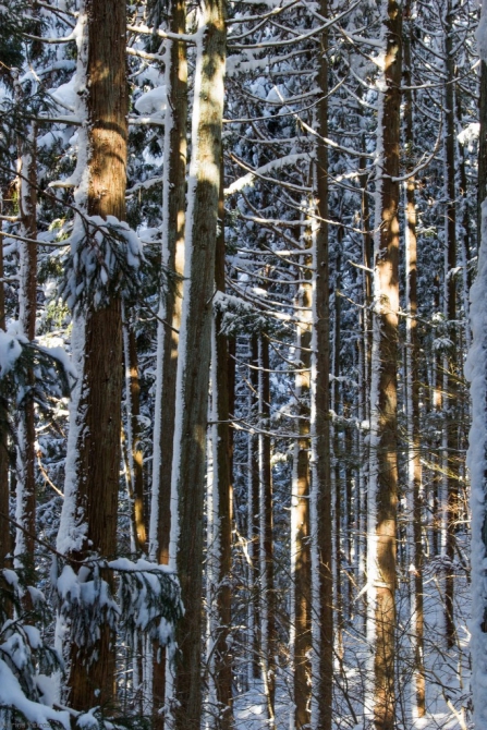 Япония на Новый год 2015. Хакуба (Горные лыжи/Сноуборд, фрирайд, паудер, MixGrin, freeride, powder, japan)