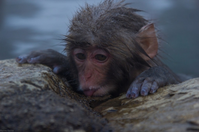 Япония на Новый год 2015. Хакуба (Горные лыжи/Сноуборд, фрирайд, паудер, MixGrin, freeride, powder, japan)