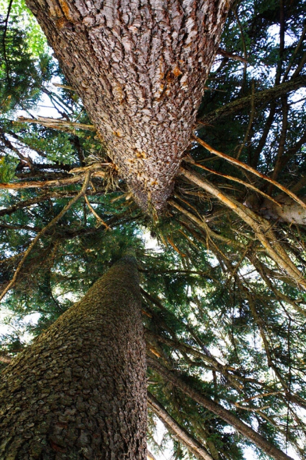РЕКВИЕМ (Альпинизм, олег бабин, анатолий губарь, домбай, алибек, сулахат, сборы донецкой областной федерации 2008 года)
