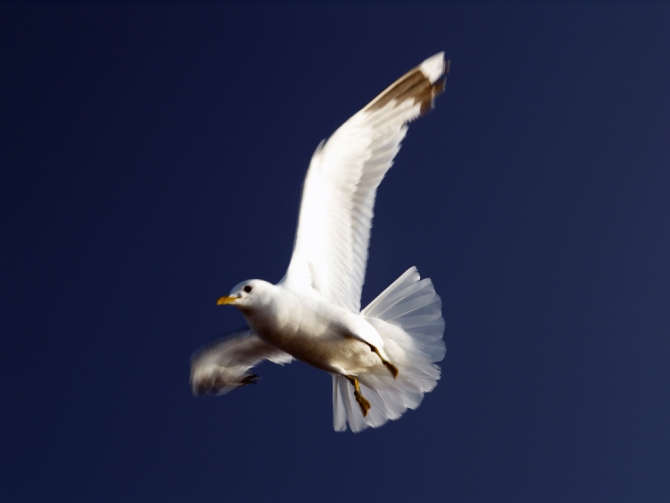 Соловки. В поисках вдохновения... (Путешествия, путешествия)