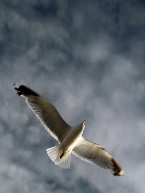 Соловки. В поисках вдохновения... (Путешествия, путешествия)