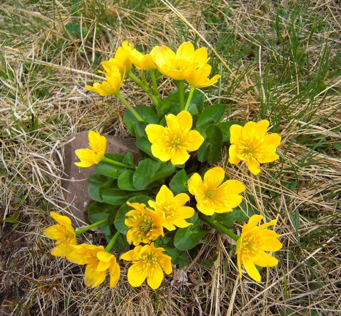 Всех рисковчанок с наступившей весной! :)