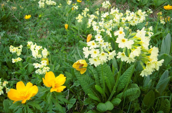 Всех рисковчанок с наступившей весной! :)