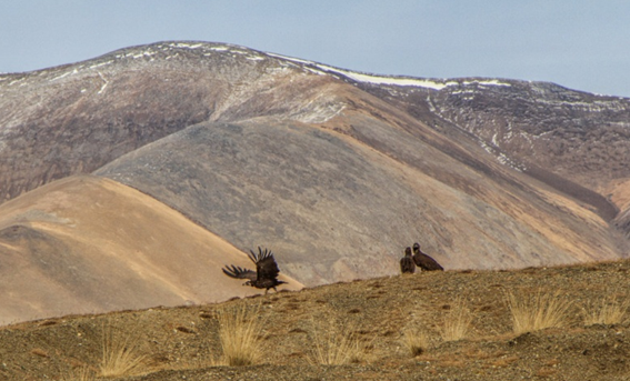 Бежим в гости к “стерегущим золото грифам“ (Мультигонки, мультигонки, скайраннинг, алтай, КЛБ)