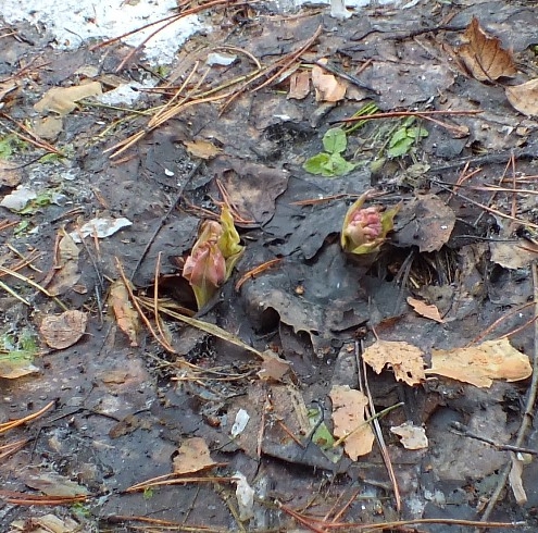 Скалы, г. Осиновая, Слюдорудник, Кыштым. (Скалолазание)