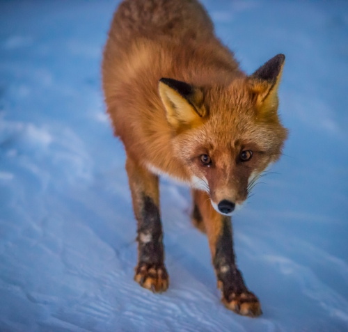 Итог спортивного сезона на Камчатке по ски-альпинизму 2014-2015. (Ски-тур, ski-mountaineering, ski-tour)