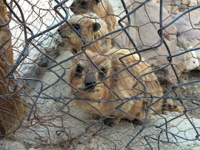 Высокогорный трекинг по Синаю – восхождение на гору Святой Екатерины (Горный туризм)