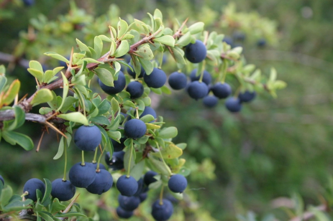Если вы никогда не тонули в Магелановом проливе, в шторме, сидя в байдарке, во время соревнований, можно почитать, как это было у нас.. (Мультигонки, Patagonia expedition race, патагония, чили, Пунта-Аренас, Торрес-дель-Пайне, Перрито-Морено)