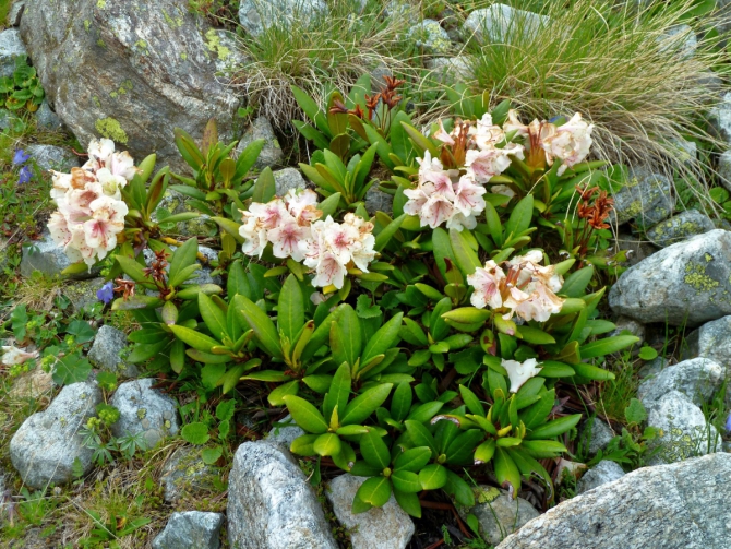 Чегем - Безенги (Горный туризм, Тютюргу, столбовой, Джорашты, дети, маи)