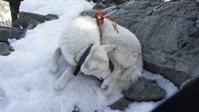 Хроники Новосибирского альпинизма. Май 2015.