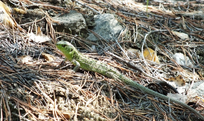 Скалы, Чертово городище, Б. Егусты. (Скалолазание)