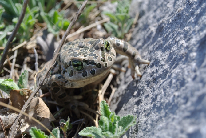 Тесты новых крюконог (Альпинизм, крюконоги, крок, крым, фаст, супер фаст, чуйко, варваркин, нефедов, жаба, морчека)
