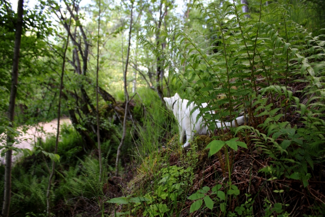 Red Fox Karelian Rocks. Подготовка боулдер-трасс (Скалолазание, скалолазание, боулдеринг, фестиваль, redfox, karelianrocks, карелианрокс, climbing, bouldering, redfoxkarelianrocks)