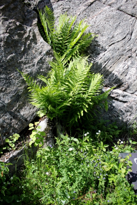 Red Fox Karelian Rocks. Подготовка боулдер-трасс (Скалолазание, скалолазание, боулдеринг, фестиваль, redfox, karelianrocks, карелианрокс, climbing, bouldering, redfoxkarelianrocks)