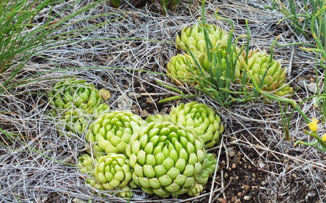 Скалы, г. Чека, Кизил. (Скалолазание)