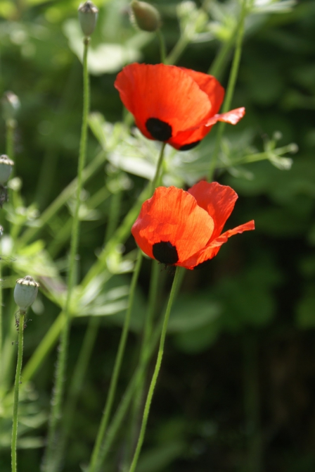 Приют EG5300, начало (Альпинизм, кавказ, лагерь, вершина, горы, альпинизм)