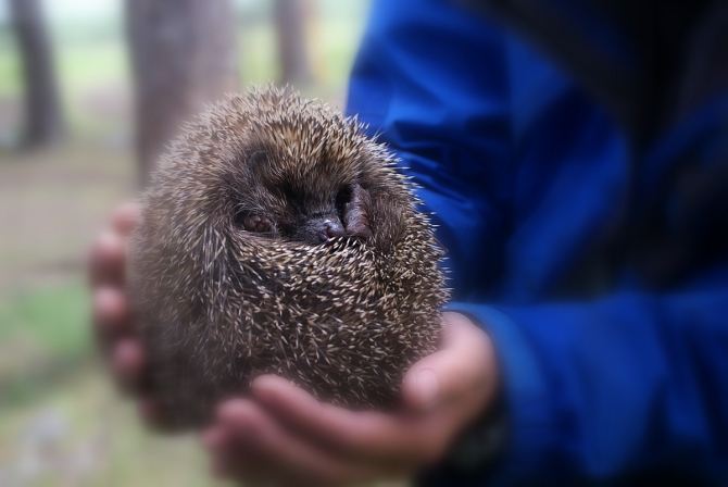 Приют EG5300, начало (Альпинизм, кавказ, лагерь, вершина, горы, альпинизм)