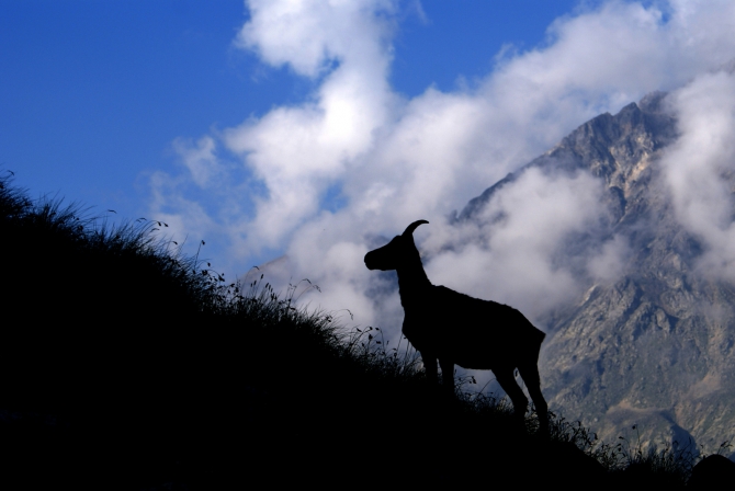 Сад вершин (Альпинизм, альпинизм фотографии кавказ, горы)