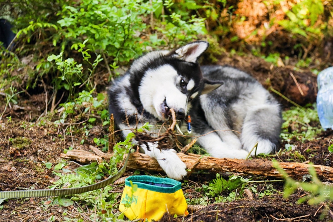 В сказочном лесу Альпмарафона-2015 (Альпинизм, krukonogi, соревнования, ито, связки, массив цветок)