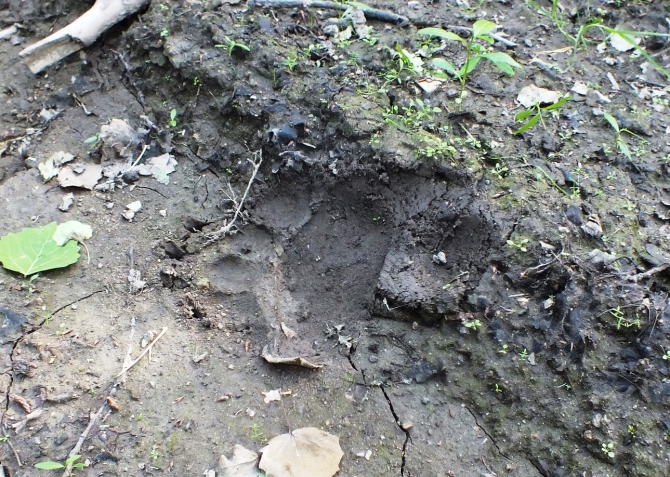 Скалы, в. Шигир (712,7 м.), Куватал. (Скалолазание)