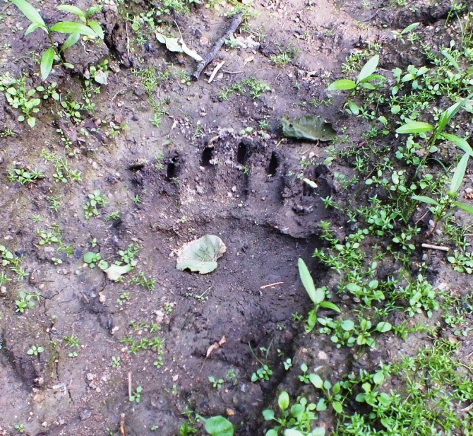 Скалы, в. Шигир (712,7 м.), Куватал. (Скалолазание)