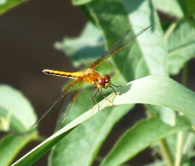 Скалы, Семь Братьев, Мамонт, Каменск-Уральский. (Скалолазание)